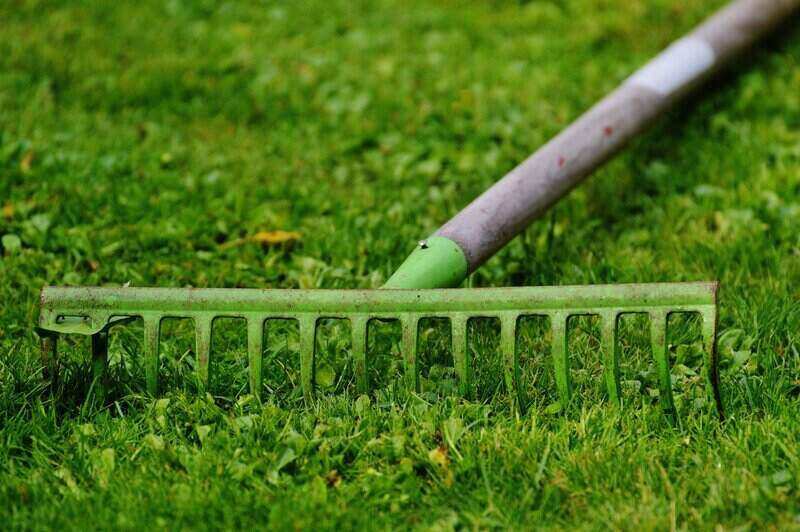 A person is watering a garden with a metal can, focusing on plants and blooming hydrangeas. A green garden rake is lying on a grassy lawn, with its metal tines facing downwards, ready for use.