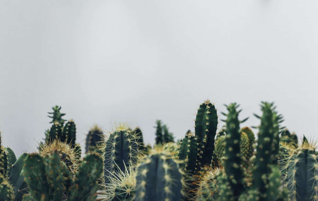 Cacti plants