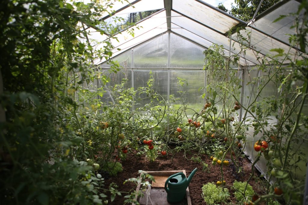 Winter Greenhouse Easy Vegetables to Grow in Yours