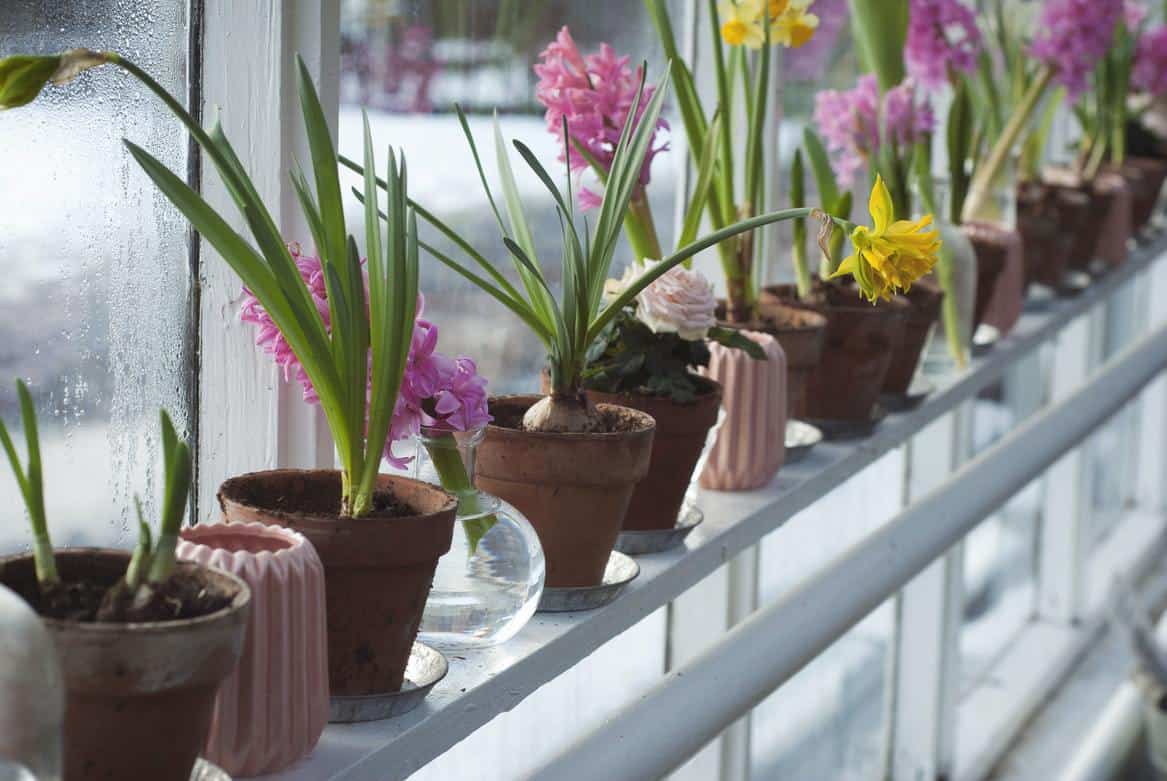Various mini plant pots on a windowsill 
