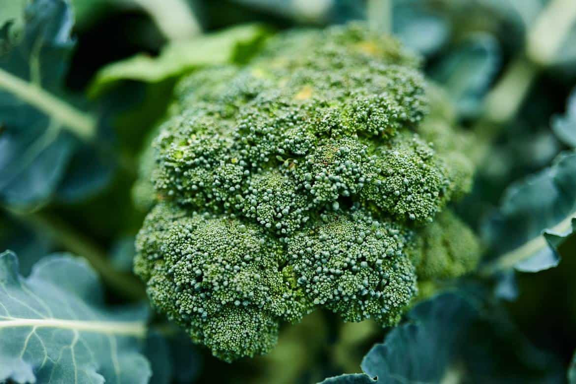 A single broccoli