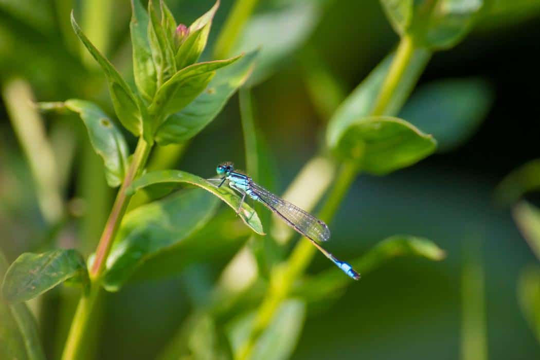 Dragonfly on plant leaves