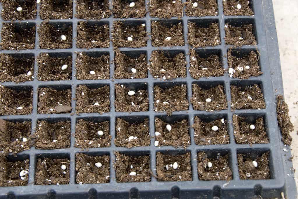 Seedlings on a single-cell tray