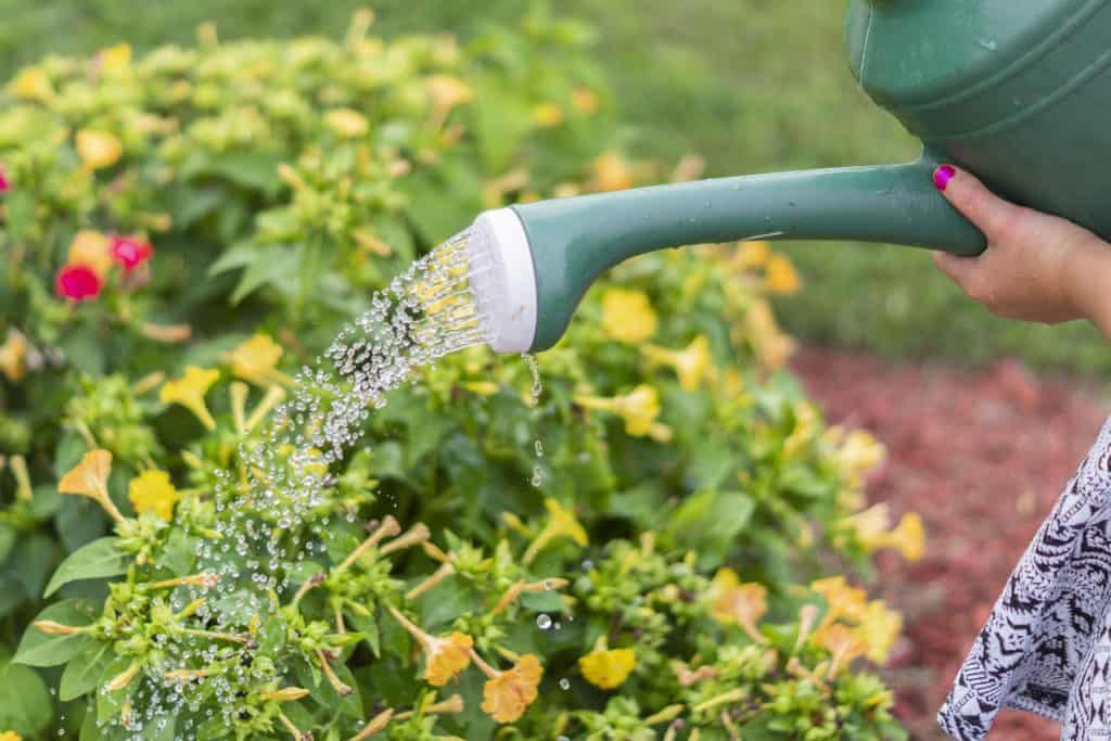 A gardener watering a plant