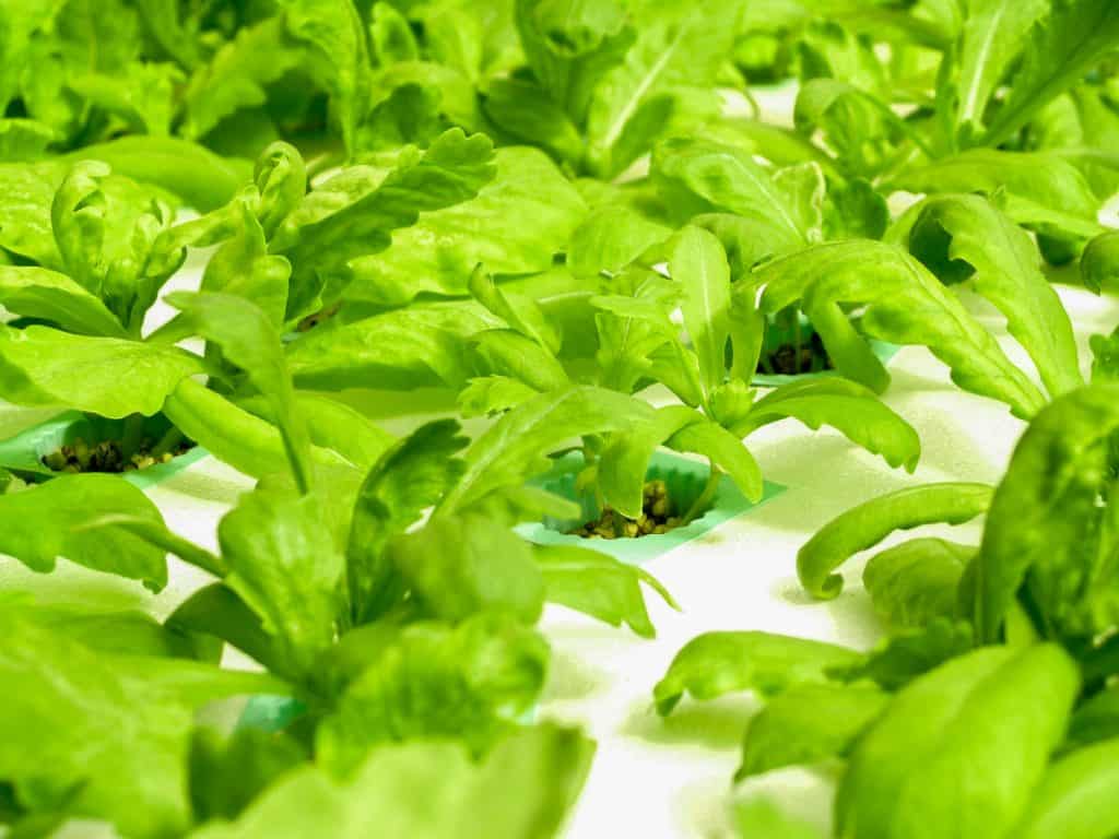 Lettuce grown in a greenhouse