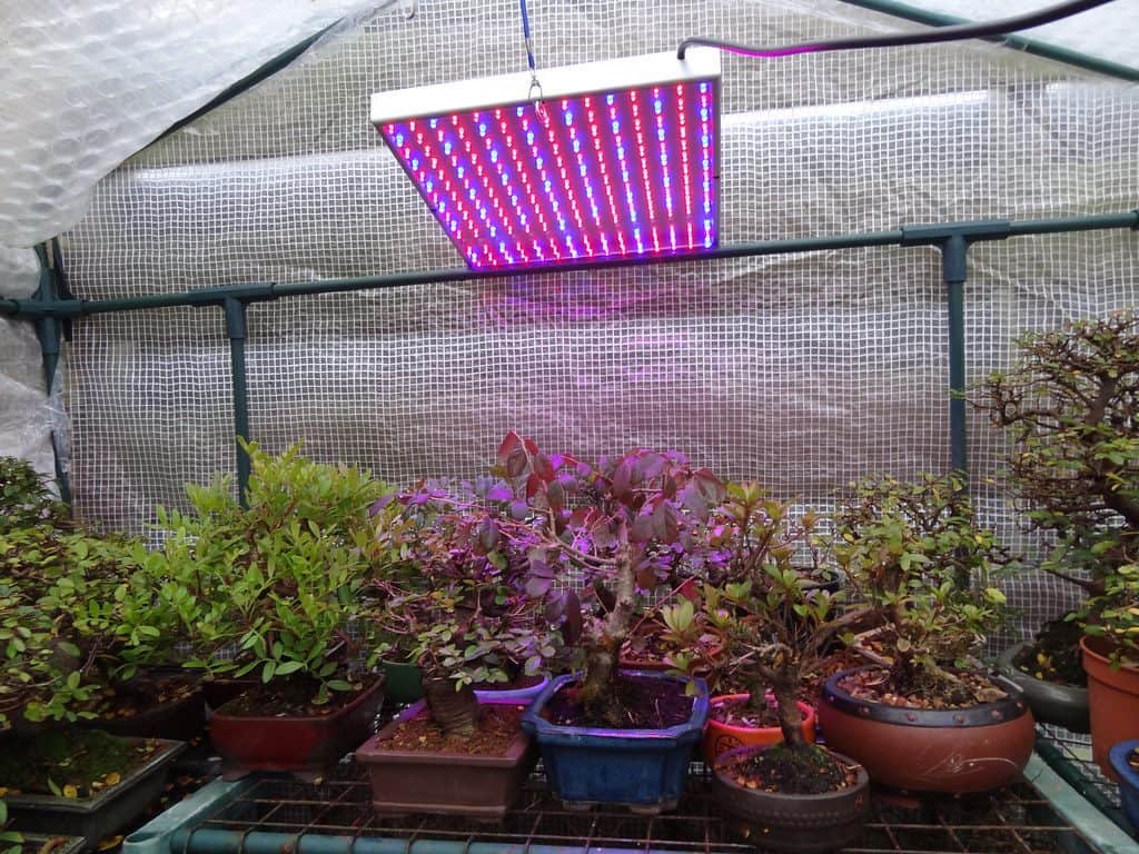Greenhouse plants with a lighting system