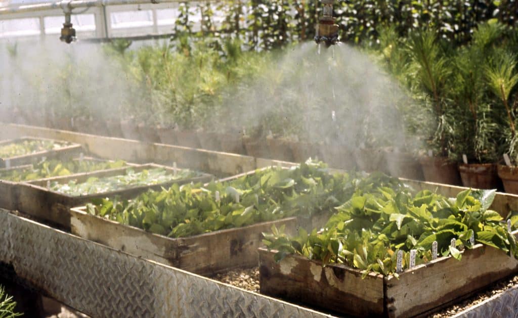 Misting greenhouse vegetable