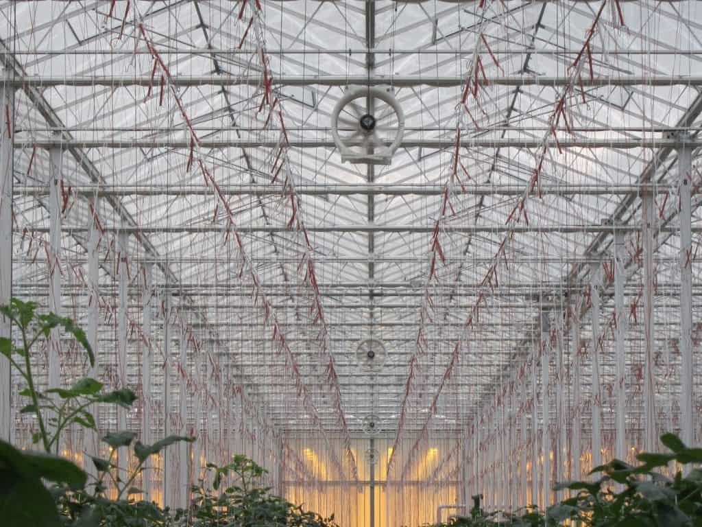 Large greenhouse with centre fan for ventilation