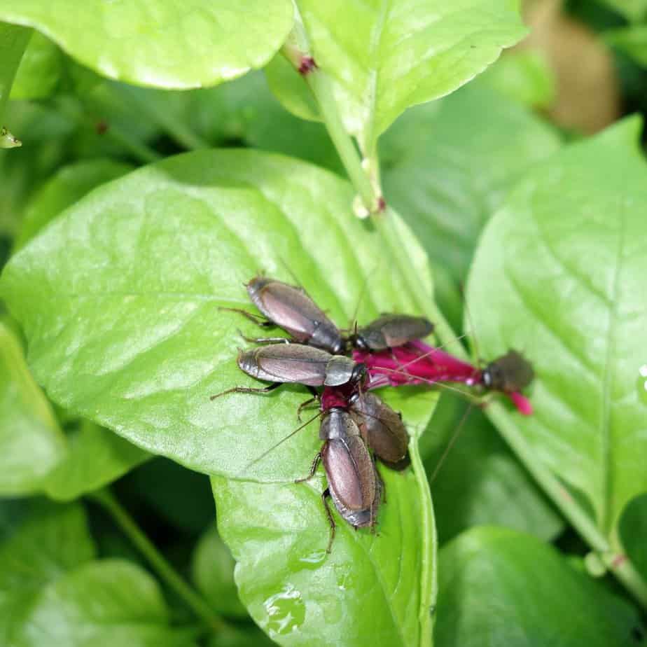 Bugs on a vegetable leaf