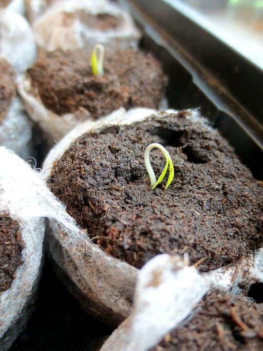 A sprouting seed