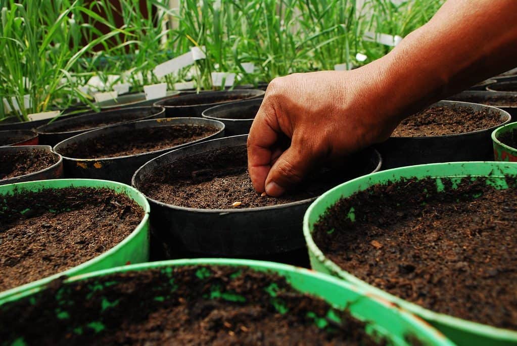 A person adding seeds on a pot