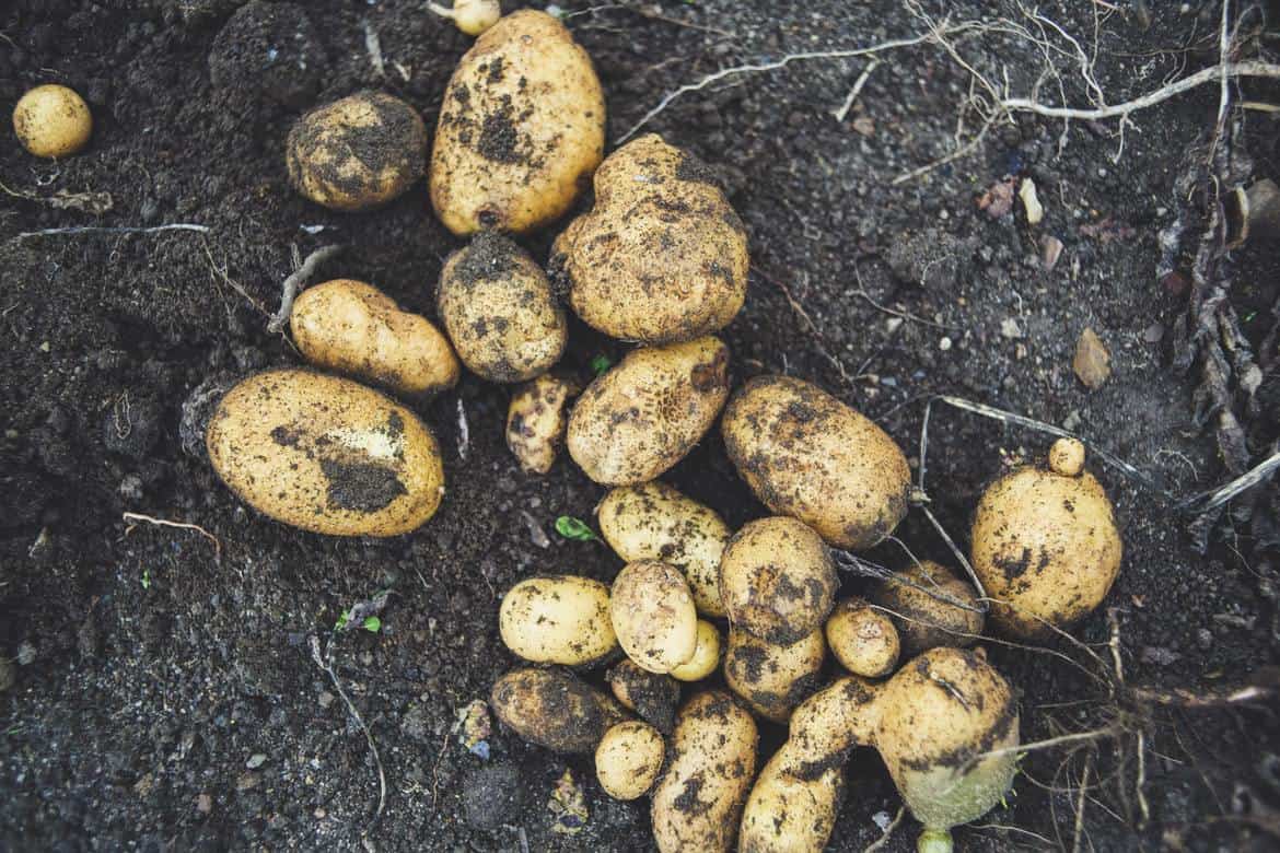 potatoes in the ground