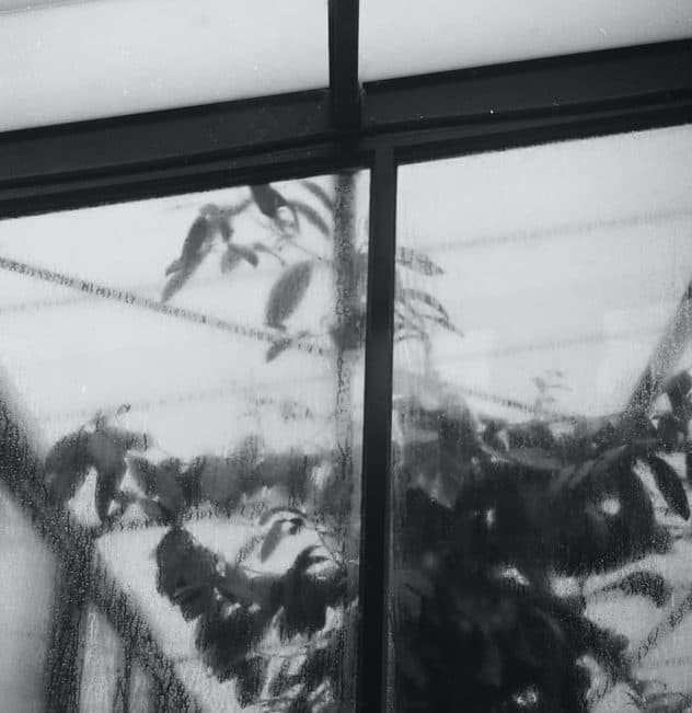 black and white Greenhouse with rain on the windows and plants