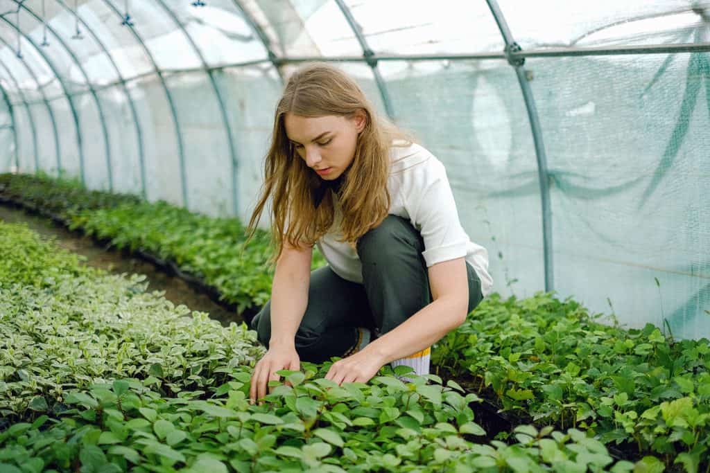 A women tending plants in the greenhouse