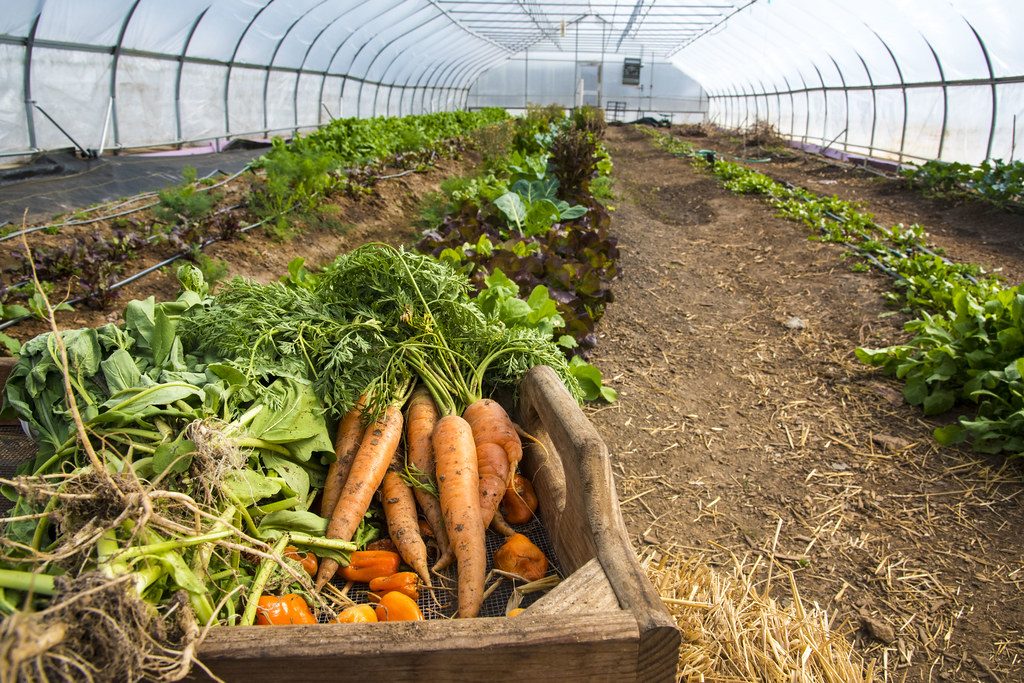 Fresh harvest carrots from the greenhouse