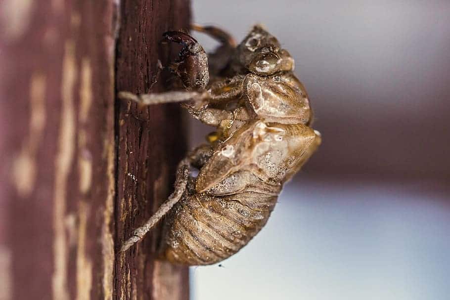 Close up of a dusty brown insect climbing up on a wooden surface