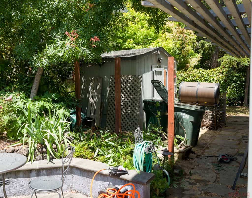 A shot of a small backyard with a shed hiding behind shrubberies