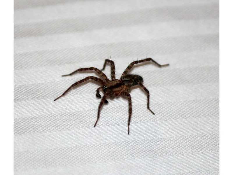 large spider on striped fabric