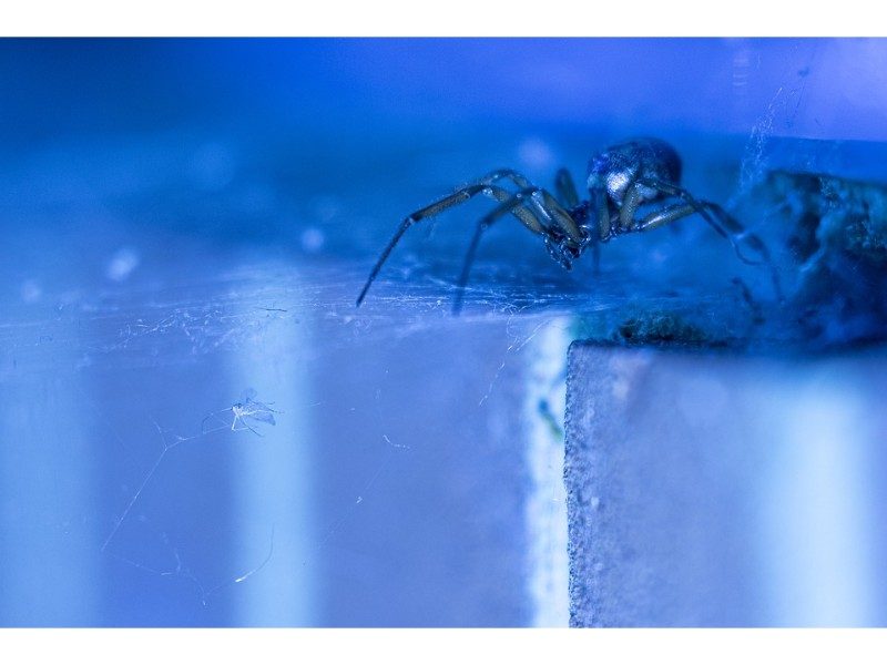 spider against blue-light background