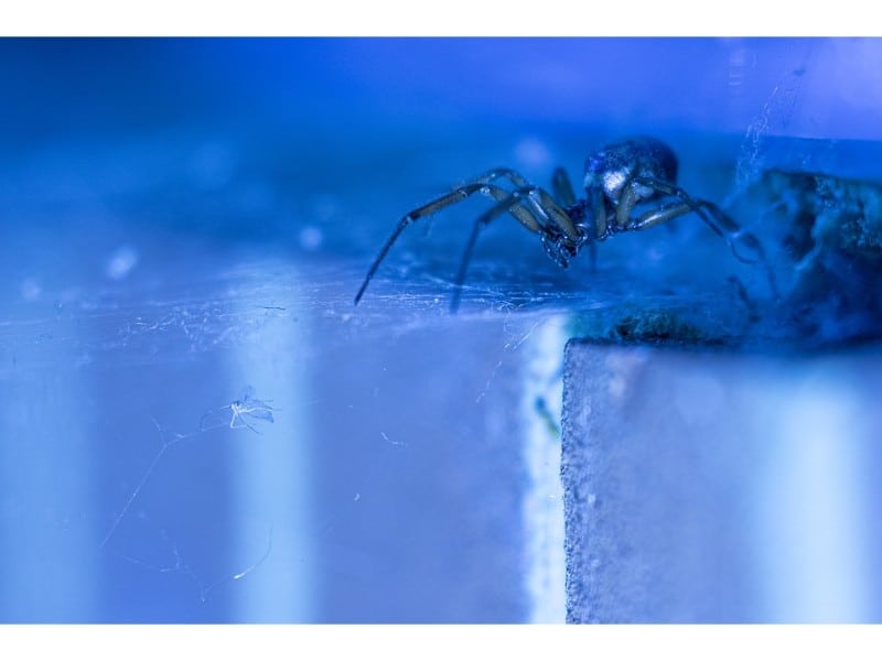 How To Spider Proof A Shed Garden Buildings Direct Blog