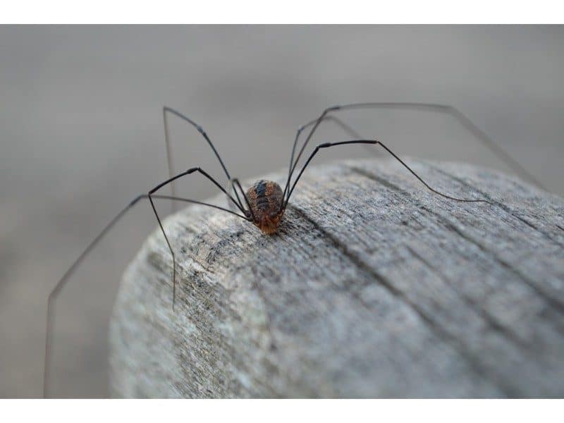 small body spider on wood