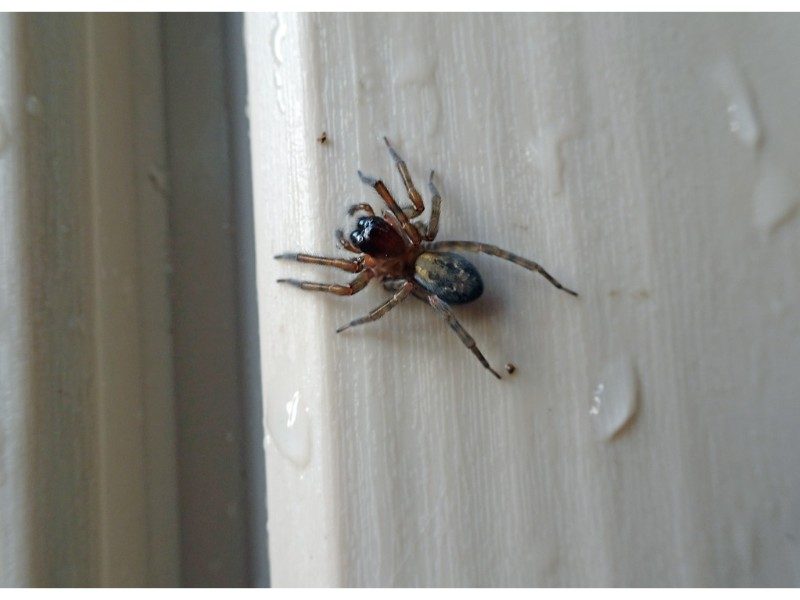 spider on wet surface