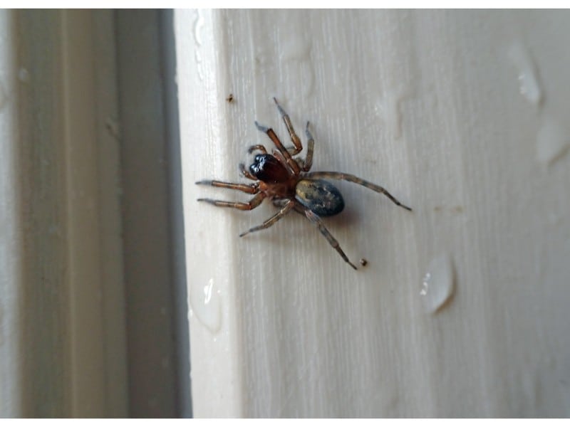 How To Spider Proof A Shed Garden Buildings Direct Blog