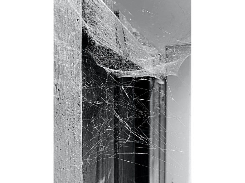 spider web on building in black and white