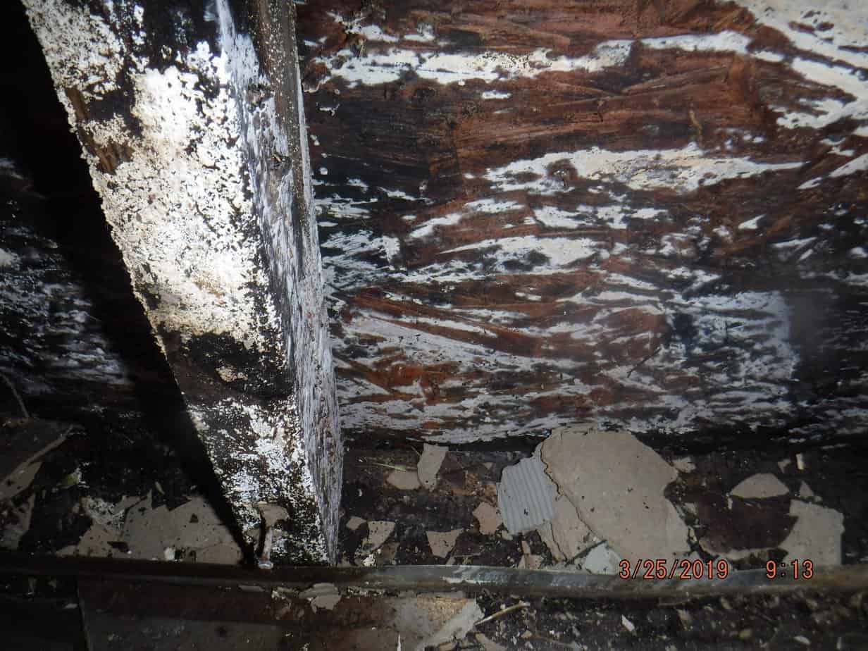 Dry rot and water damage seen on a wooden wall