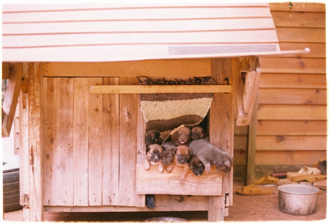 Puppies in a wooden doghouse