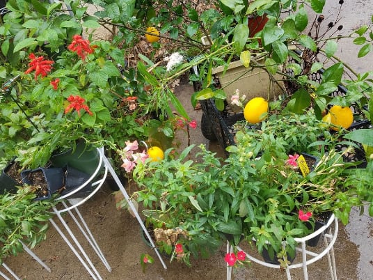 A variety of overwintering flowers and plants in pots