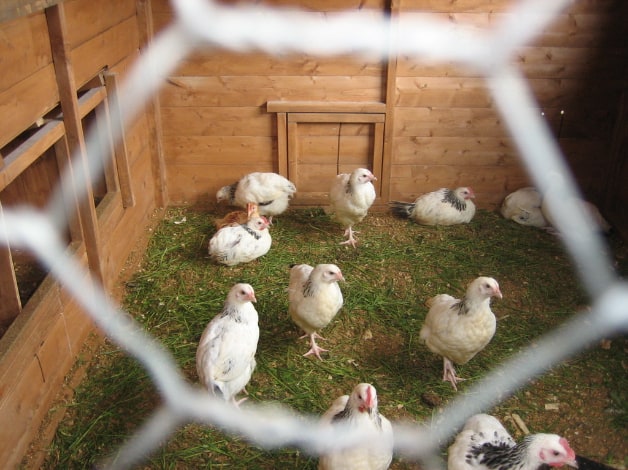 Chickens cooped up inside a wooden chicken coop