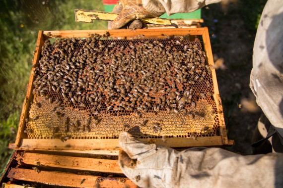 Bees flying around while the beekeeper is taking a look at the frames