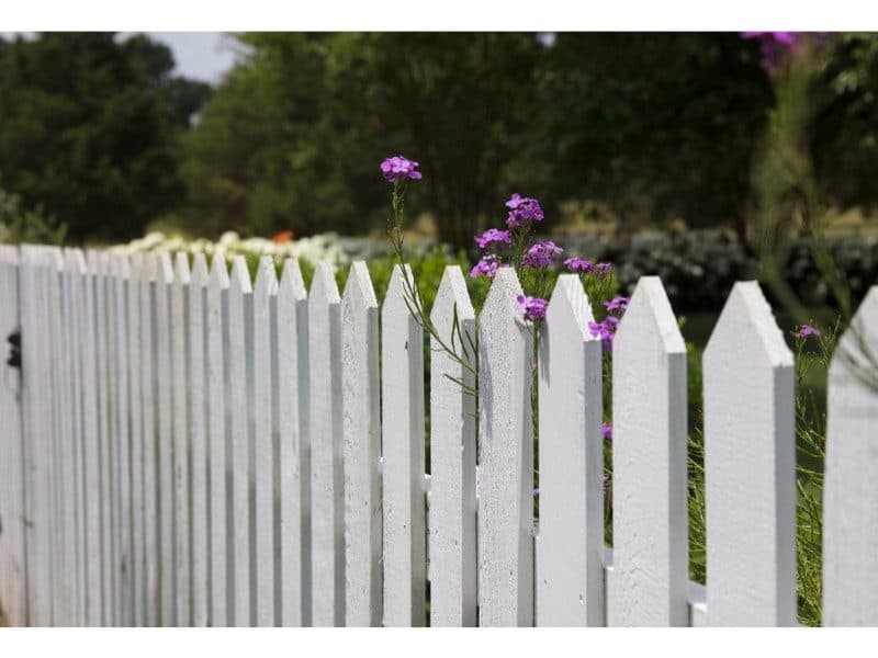 white picket fence with purple flowers growing through gaps