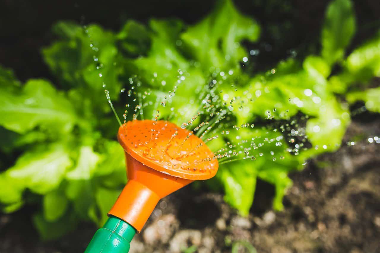 A green watering can with an orange spout, gently watering a lush lettuce plant with water cascading down its leaves.