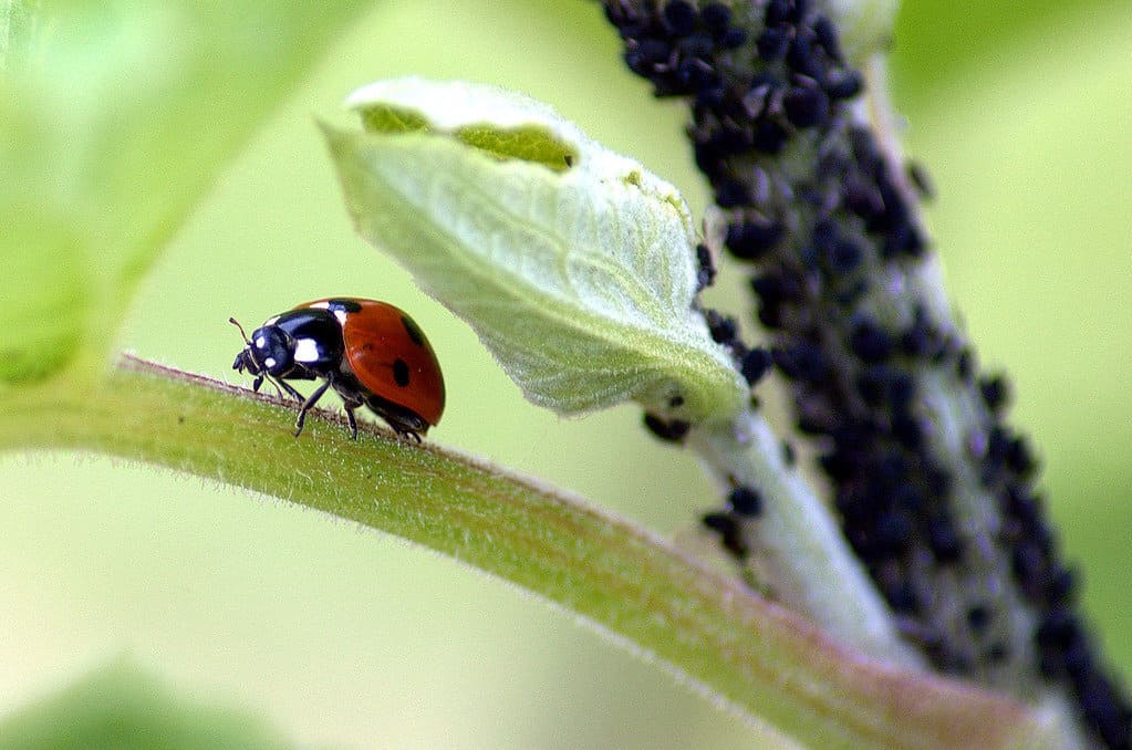Ladybird and aphids in the front garden - organic pest control.