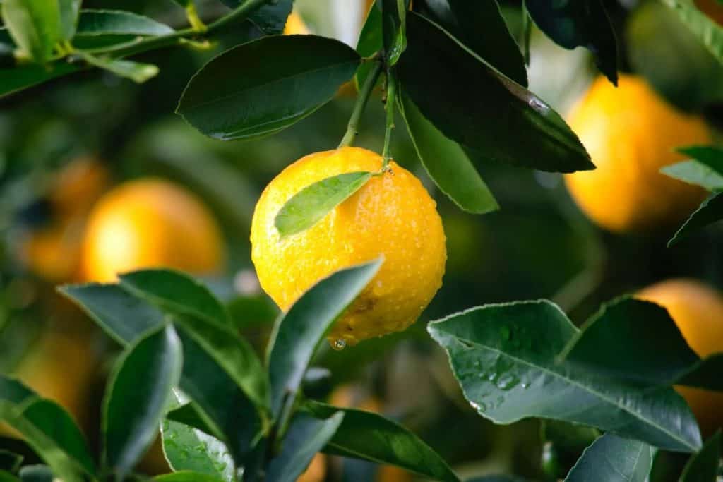 Lemon tree