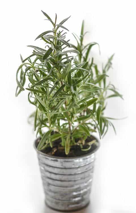 Potted rosemary
