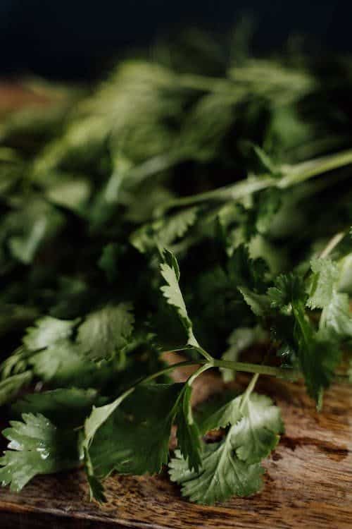 Coriander