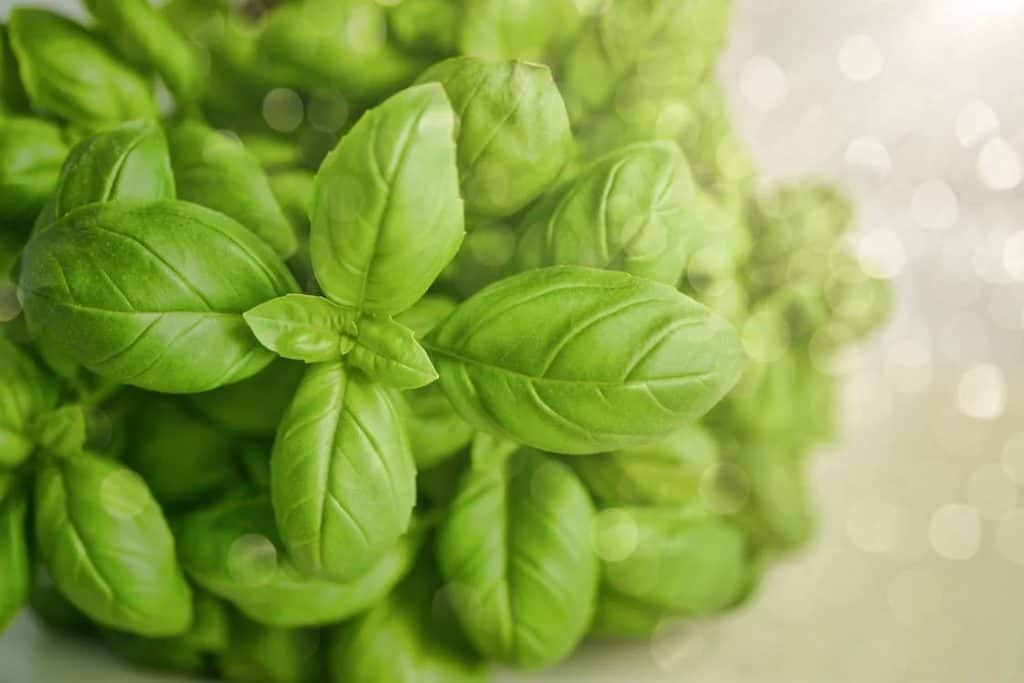 Potted basil