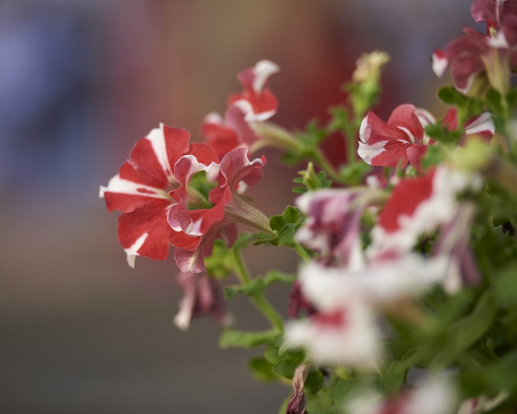 Petunias