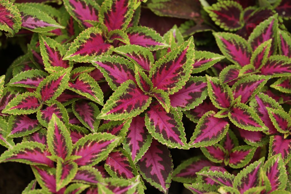 Coleus plant