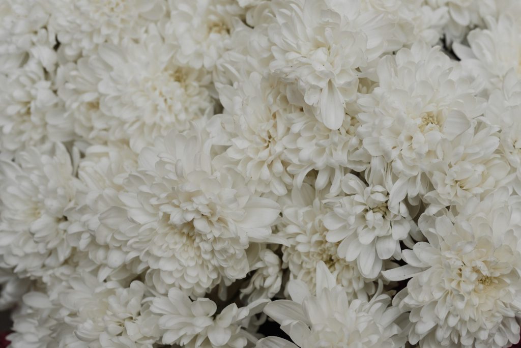 White Chrysanthemums