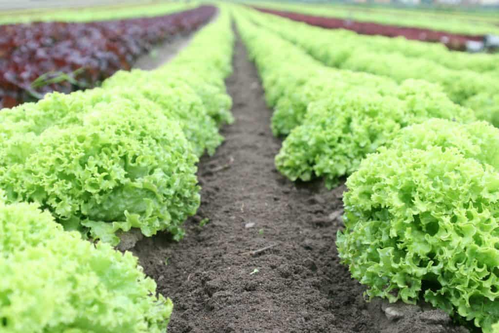 Lettuce vegetable garden