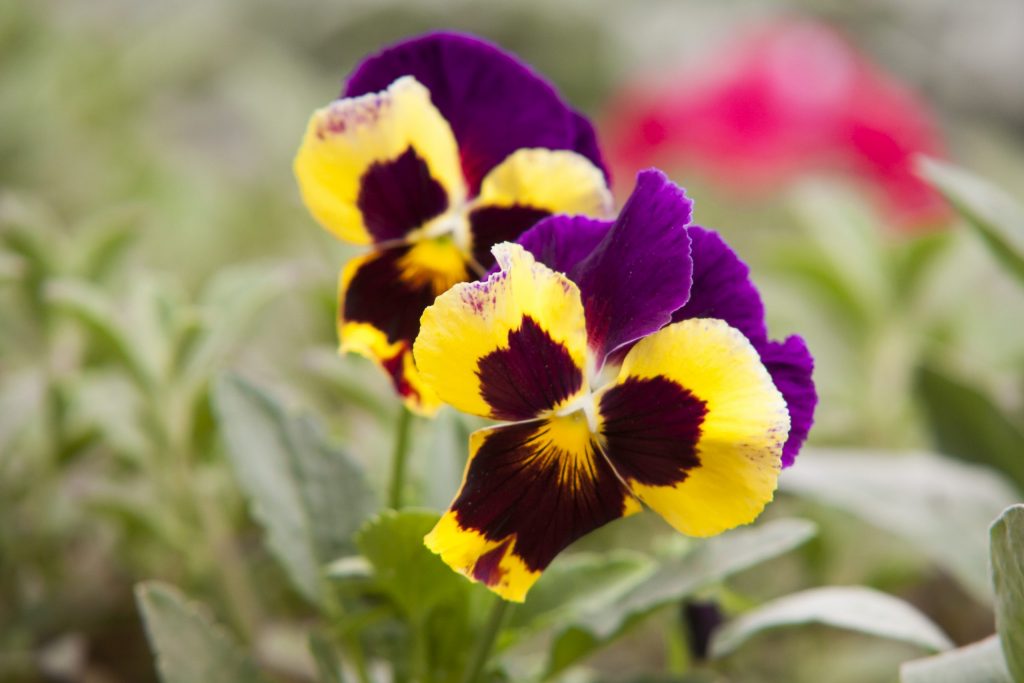 Pansies