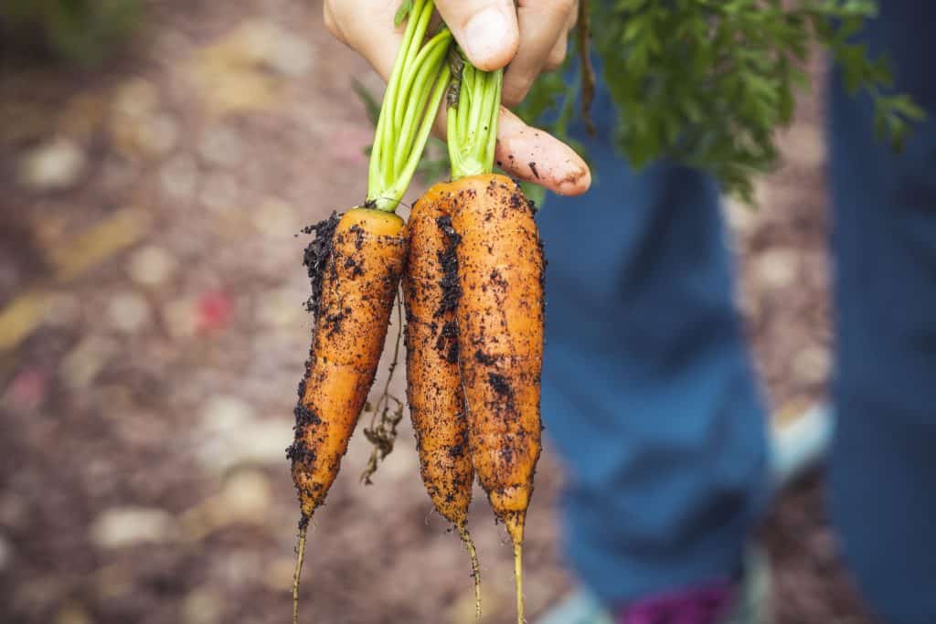 Freshly harvested baby carrots