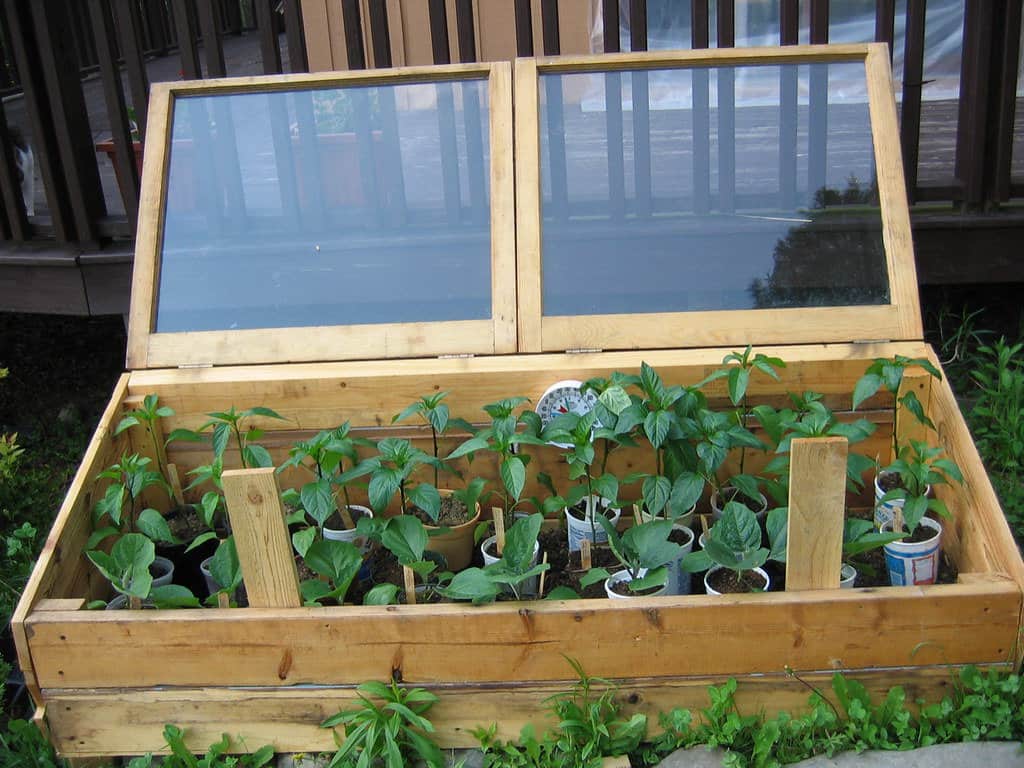 DIY cold frame featuring recycled windows with potted peppers inside