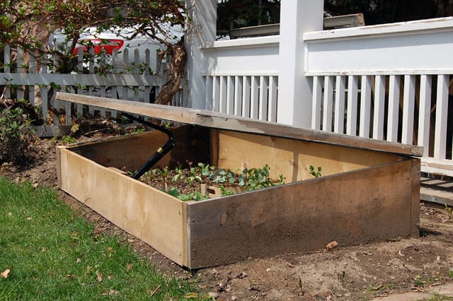 Wooden cold frame with window covers slightly opened, showing the plants inside.