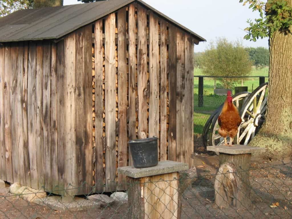 Shed chicken coop and log storae