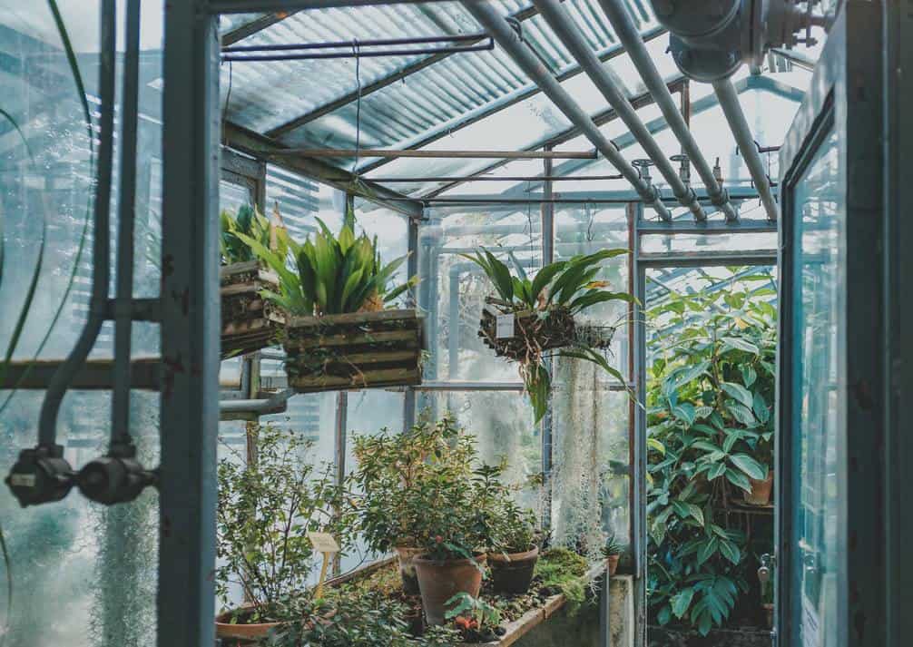 Glass greenhouse with plants inside